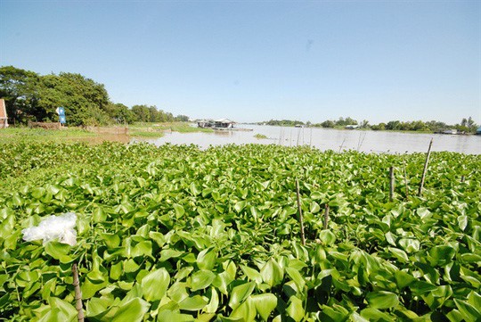 Vùng nuôi cá tra thiên nhiên của ông Cường nằm cặp bờ sông Vĩnh Ngươn (thuộc một nhánh của sông Hậu)