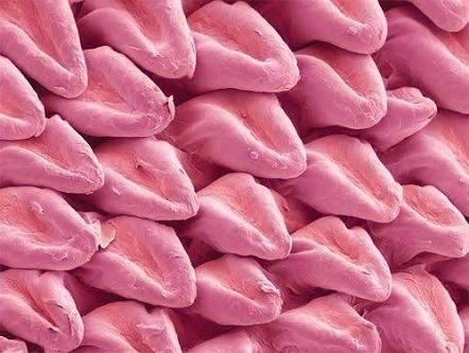 Lưỡi của một con mèo dưới kính hiển vi trông giống như được tạo thành từ một loạt các lưỡi nhỏ.