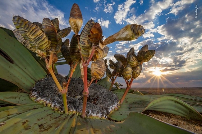 Lan thiên tuế, loại sinh vật đặc trưng trên sa mạc Namib. Bức ảnh đoạt giải ở hạng mục cây cối của tác giả Jen Guytin. Lan thiên tuế có thể sống tới 1000 năm, thậm chí hơn thế.