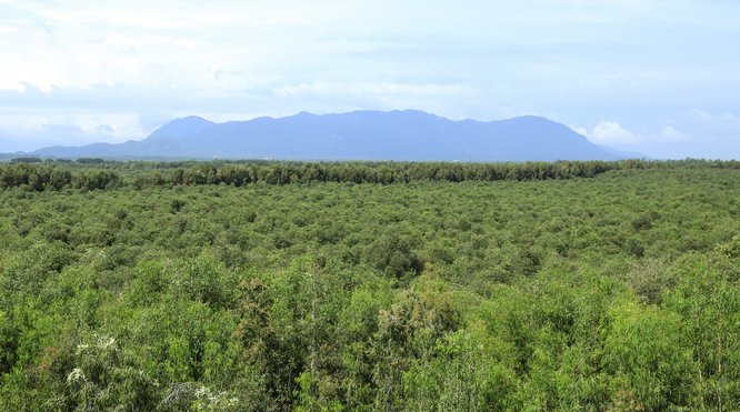 Từ đài quan sát cao 23m, bạn có thể quan sát quang cảnh chung quanh 850ha rừng tràm, núi Sam, núi Cấm.