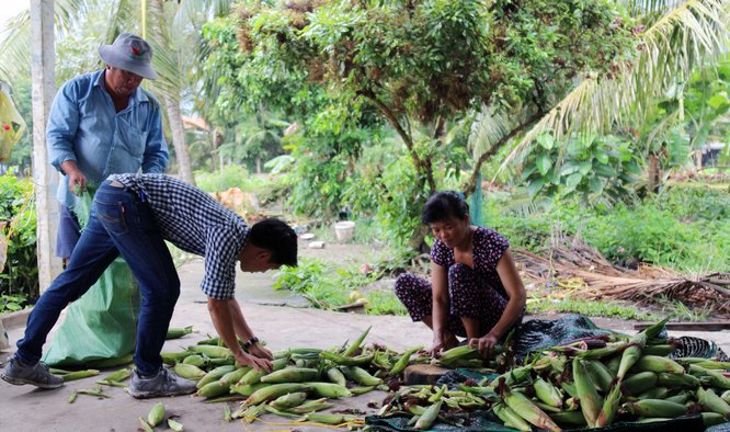 Bắp được bán cho các cửa hàng rau sạch ở TP Hồ Chí Minh, Lâm Đồng, Đà Nẵng với giá 20.000- 35.000/trái.