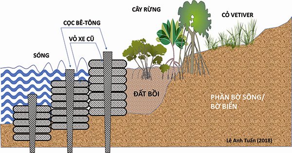 Minh họa ý tưởng dùng vỏ xe cũ để làm đê chắn sóng, kết hợp trồng cây bảo vệ bờ. Minh họa: Lê Anh Tuấn (2018)
