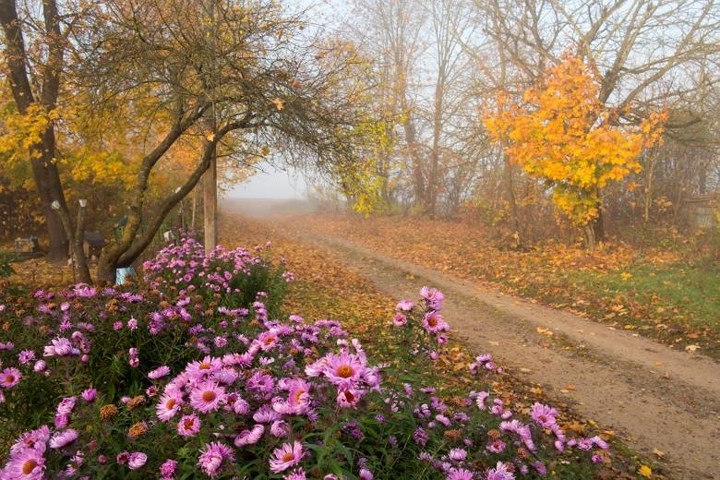 Cảnh đẹp mơ màng tại ngôi làng Danilovichi, Belarus, vào cuối tháng 10.