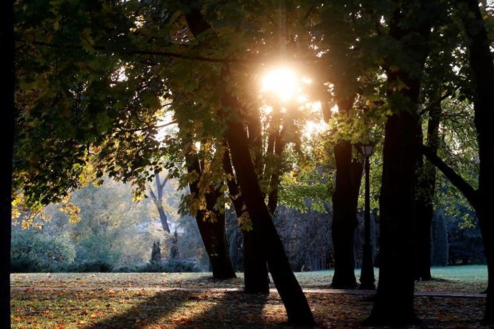 Nắng chiếu qua kẽ lá trong công viên ở Minsk, Belarus.
