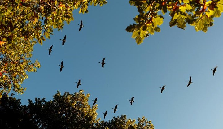 Đàn chim bay qua Pitlochry, Scotland, Vương quốc Anh.