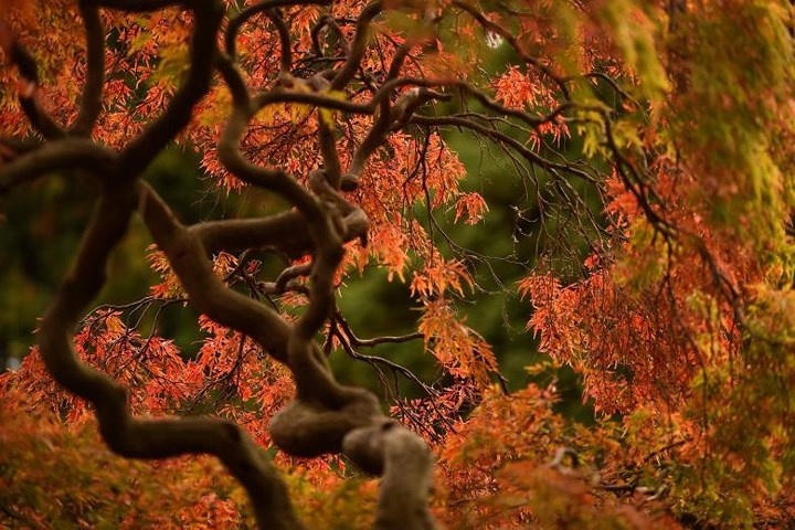 Đây là cảnh sắc mùa thu ở vườn bách thảo Botanic của Dublin, Ireland.