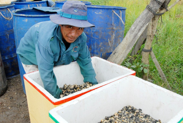 Hiện giá ốc bươu vàng sống người dân bắt bán cho thương lái với giá từ 2.500 -3000 đồng/kg, còn ốc luộc lấy thịt giá từ 15.000 – 17.000 đồng/kg