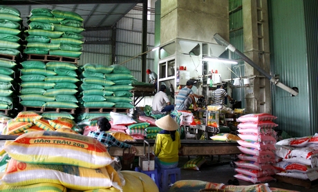 Công ty Phước Thành IV đã đổi mới, đầu tư công nghệ chế biến gạo hiện đại.
