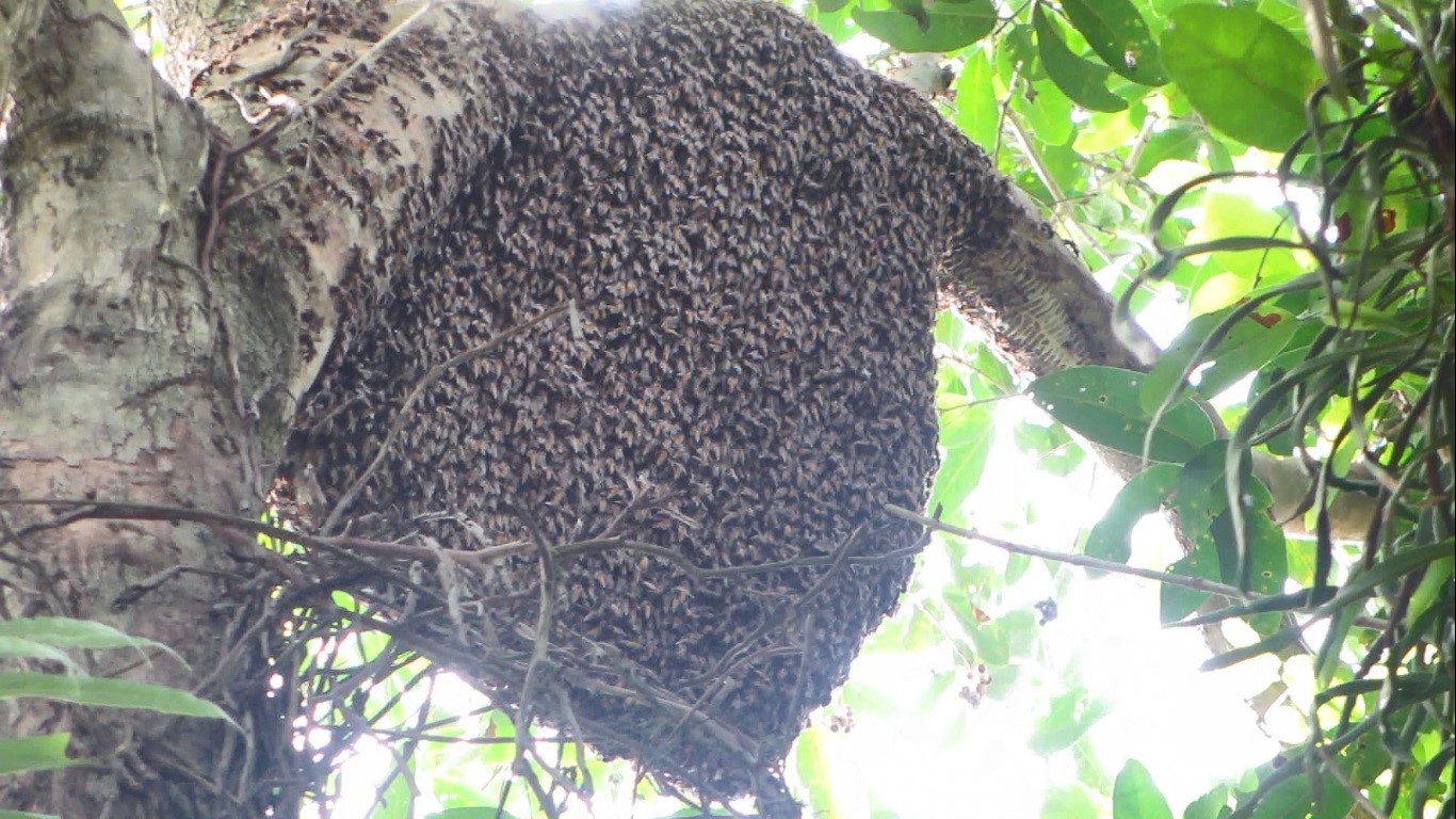 Theo anh Mỹ, nếu khai thác đúng cách thì mỗi tổ ong có thể lấy mật từ 4 – 5 lần. (Ảnh: Thanh Lâm).