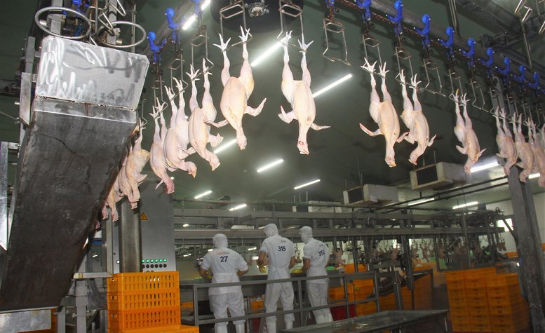 Hệ thống máy móc giết mổ và chế biến thịt gà hiện đại của Công ty San Hà.