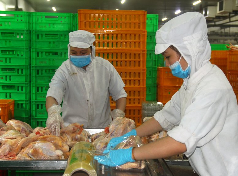 Công nhân đóng gói thịt gà tươi.