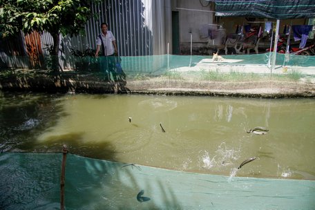 Người dân nuôi cá lóc tại ấp Mái Dầm, xã Phú Thành.