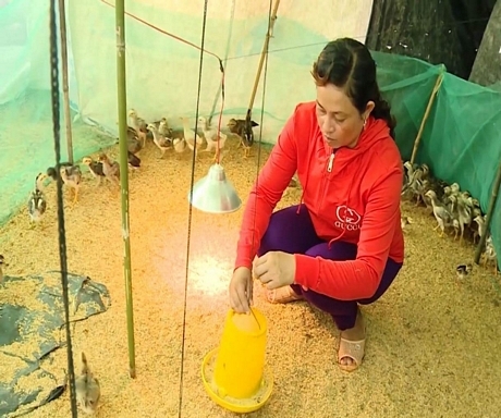 Mở những lớp kỹ thuật nuôi gà thả vườn theo nhu cầu thực tế của người dân.