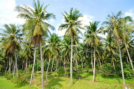 Dừa sáp là cây đặc sản ở huyện Cầu Kè