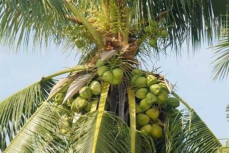 Hiện nay dừa sáp được nghiên cứu cấy phôi cho tỷ lệ đậu trái sáp đạt tỷ lệ từ 70 – 90%