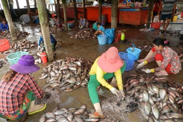 Đánh vảy cá ở 1 cơ sở làm khô cá sặc rằn - Ảnh: Nguyễn Thanh