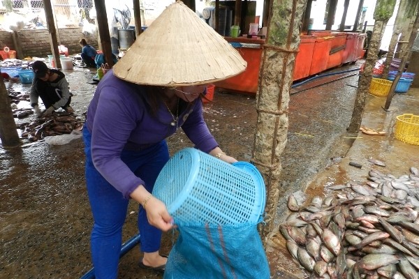 Đổ vảy cá vào bao dành để bán - Ảnh: Nguyễn Thanh
