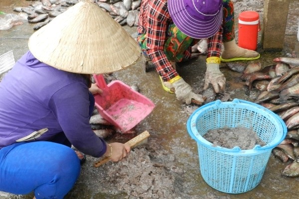 Quét gom vảy cá - Ảnh: Nguyễn Thanh