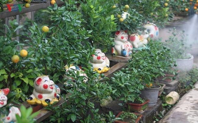 Những chú lợn đất cõng quất bonsai này hiện đang được trồng tại một số vườn quất trên địa bàn phường Tứ Liên (quận Tây Hồ, Hà Nội).