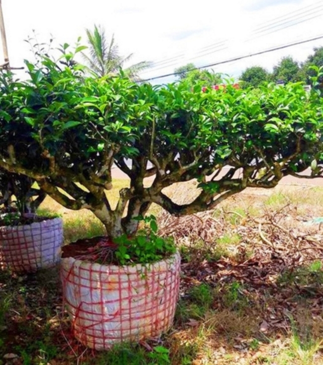 Trà xanh bonsai thường là một cây mọc thành lùm lớn. (Ảnh: Kiến Thức)./.