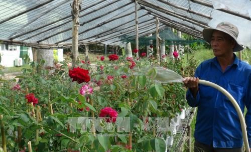 Người dân làng hoa Sa Đéc chăm sóc hoa hồng phục vụ Tết. Ảnh: Chương Đài - TTXVN