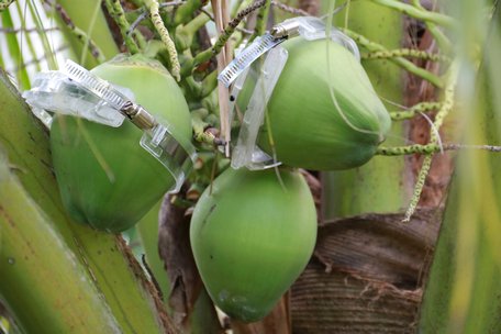Mỗi trái dừa dứa có chữ “Tài- Lộc” có giá vài trăm ngàn đồng nhưng rất được khách hàng ưa chuộng.