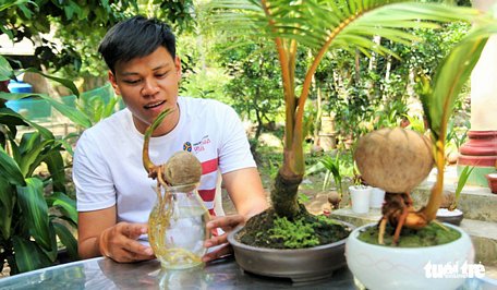   Anh Nguyễn Minh Chí tạo hình cho cây bonsai dừa - Ảnh: MẬU TRƯỜNG