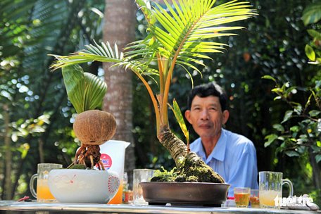  Một sản phẩm bonsai dừa được trưng bày trên bàn trà của người dân miền Tây - Ảnh: MẬU TRƯỜNG