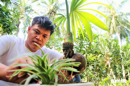  Anh Nguyễn Minh Chí đang tỉ mẫn tạo hình cho cây bonsai dừa của mình - Ảnh: MẬU TRƯỜNG