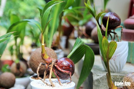  Một sản phẩm bonsai dừa của anh Nguyễn Minh Chí - Ảnh: MẬU TRƯỜNG