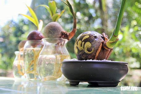  Các sản phẩm bonsai dừa của anh Nguyễn Minh Chí - Ảnh: MẬU TRƯỜNG