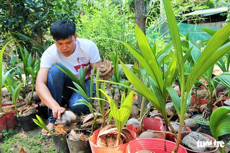 Anh Nguyễn Minh Chí miệt mài với những chậu bonsai để kịp giao cho khách chưng dịp tết - Ảnh: MẬU TRƯỜNG