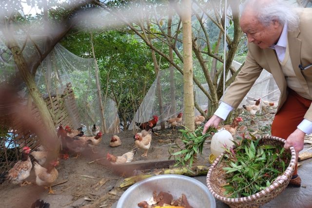 Dịp Tết Nguyên Đán gia đình ông Trọng có khoảng 300 con gà gấc phục vụ nhu cầu thị trường