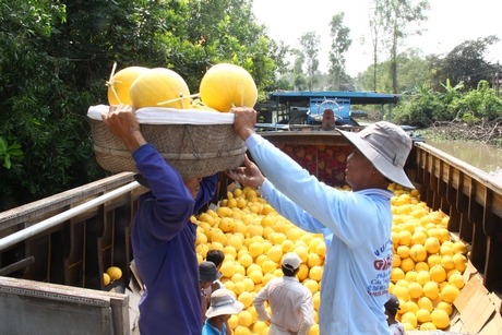 Nông dân Bình Tân hối hả thu hoạch dưa hấu đi chợ tết.