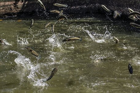 Con cá lóc được giá- tín hiệu vui cho vùng nuôi cá ven sông Hậu.
