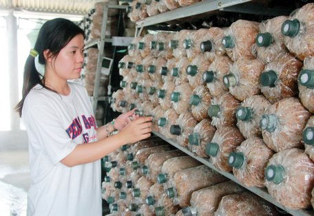 Chị Thúy An giới thiệu quy trình sản xuất nấm tại công ty.