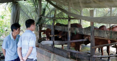 Tham gia dự án hỗ trợ vốn để chăn nuôi bò, gia đình ông Trần Hoàng Đời đã thoát nghèo.