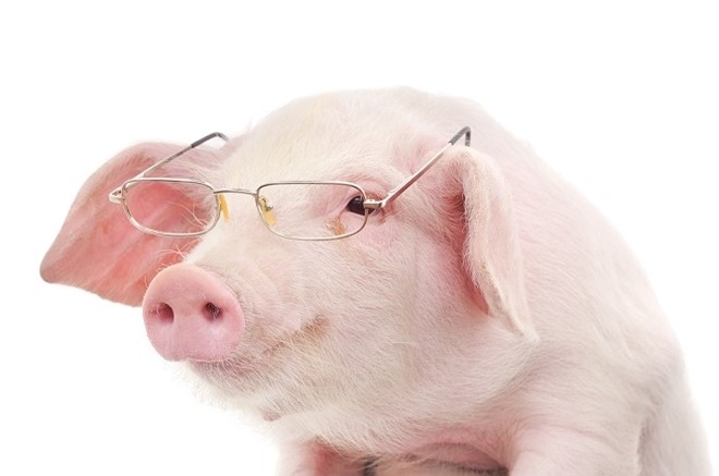Lợn là loài động vật rất thông minh.