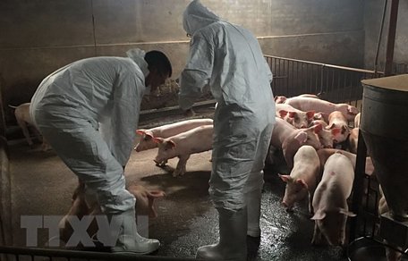 Cán bộ vùng II, Cục Thú Y, lấy mẫu xét nghiệm trên đàn lợn tại hộ gia đình ông Nguyễn Văn Khanh, thôn Mậu Lâm, xã Đông Đô (Hưng Hà, Thái Bình). (Ảnh: Thu Hoài/TTXVN)