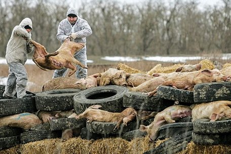 Các trang trại lợn ở Nga và các nơi khác đã loại bỏ toàn bộ đàn gia súc để ngăn chặn sự lây lan của dịch tả lợn châu Phi. Ảnh: EDUARD KORNIYENKO / REUTERS