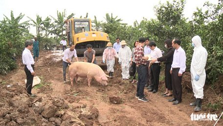 Cơ quan chức năng tỉnh Hưng Yên tiêu hủy lợn mắc bệnh dịch tả lợn châu Phi tại xã hôm 19/2 - Ảnh: P. HẠNH