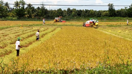 Các địa phương ở ĐBSCL đang vào vụ thu hoạch lúa Đông Xuân- vụ lúa chính trong năm.  Ảnh: THẢO LY
