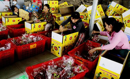 Đóng gói thanh long để xuất khẩu sang Trung Quốc tại một cơ sở ở Long An - Ảnh : NG.TRÍ