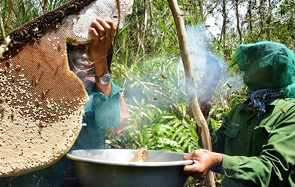 Gác kèo ong là nghề cha truyền con nối ở đất rừng U Minh Hạ.