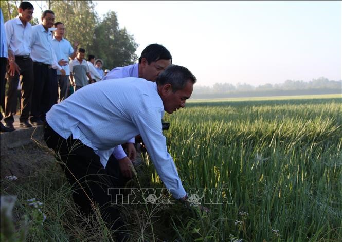Kiểm tra tình hình sản xuất lúa tại xã Vị Tân, thành phố Vị Thanh. Ảnh: Hồng Thái/TTXVN