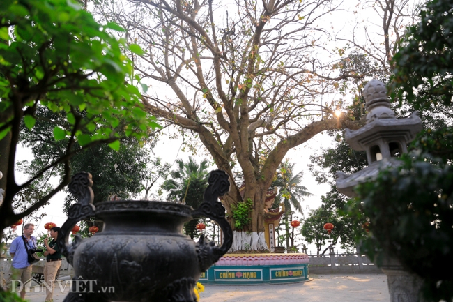 Cây bồ đề được chiết từ cây Đại bồ đề Đạo Tràng - nơi đức Phật Thích Ca ngồi hành đạo cách đây hơn 25 thế kỷ. 