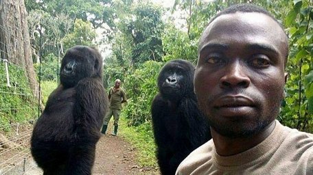  Mathieu Shamavu selfie với 2 con khỉ đột. (Nguồn: sky.com)