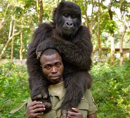Mathieu Shamavu chụp ảnh cùng khỉ đột tại vườn quốc gia Virunga. (Nguồn: publico.es)
