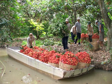 Chôm chôm là một trong những loại trái cây đã xuất khẩu vào thị trường Mỹ. Trong ảnh: Thu hoạch chôm chôm ở huyện Long Hồ.