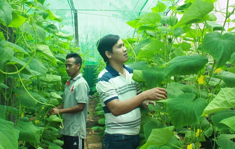 Anh Huỳnh Phú Lộc (phải) chọn mô hình khởi nghiệp nông nghiệp công nghệ cao ở Phường 5